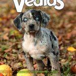 Vedias-BeroepsINFO-3-2017-150x150