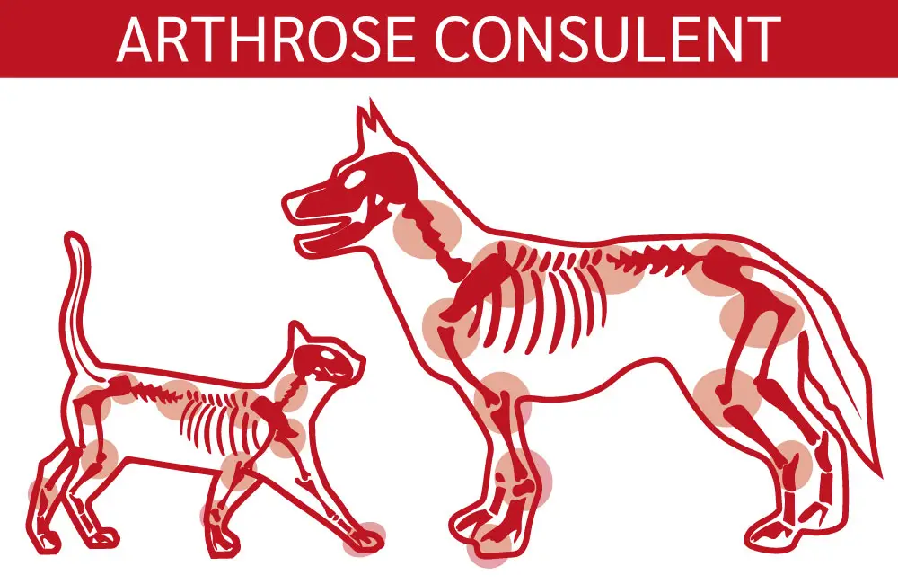 arthrose consulent