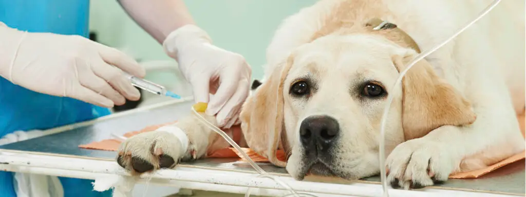 banner-gezondheidstraining-hond_2