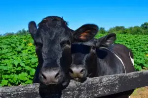 cows-2569936_640